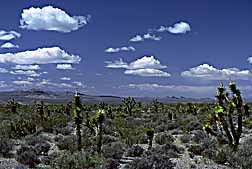 desert-cactus-1