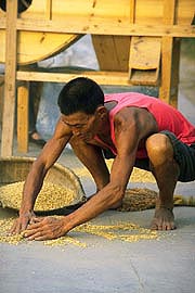 gathering-grains