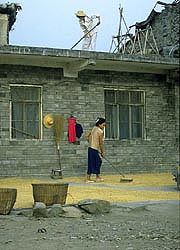liangping-raking-seed