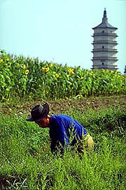 sunflowers-and-men