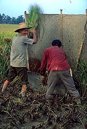 treshing-of-rice