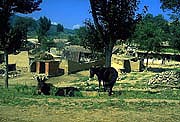village-horses