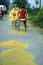 winnow-on-road