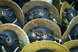 ceramic-tanuki