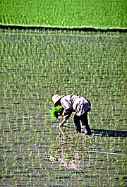 fukushima-rice-planting