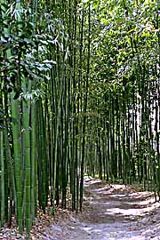 kyoto-bamboos