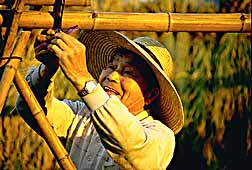 tama-rice-harvest-men