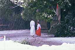 meiji-jingu-miko-monk