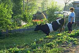 Peasant with cow