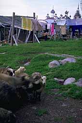 Goats and laundry