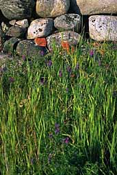 Monastery stones and flowers