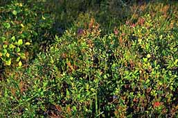 Huckleberry on cape Pechak