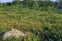 Dancing trees on cape Pechak