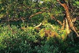Dancing trees on cape Pechak