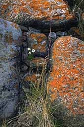 Stones and flowers